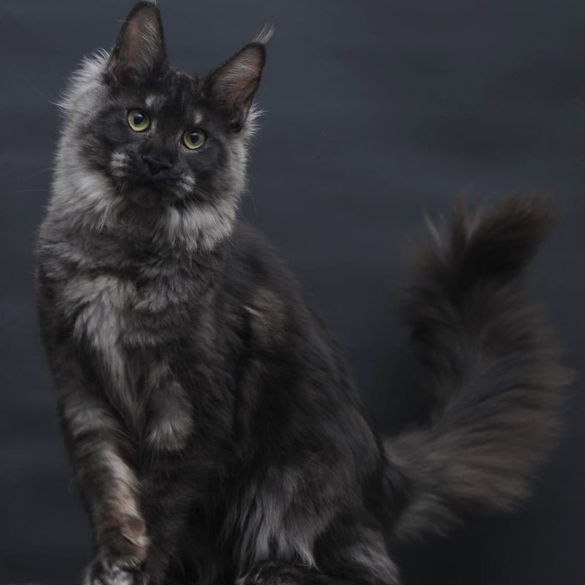 Cosmo Maine Coon female, black silver