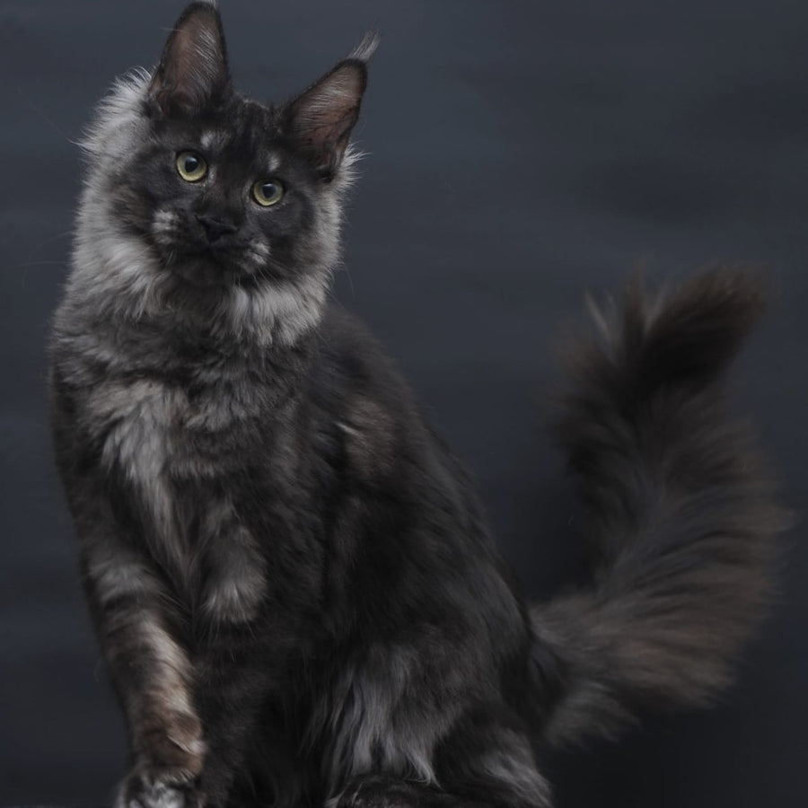 Cosmo Maine Coon female, black silver