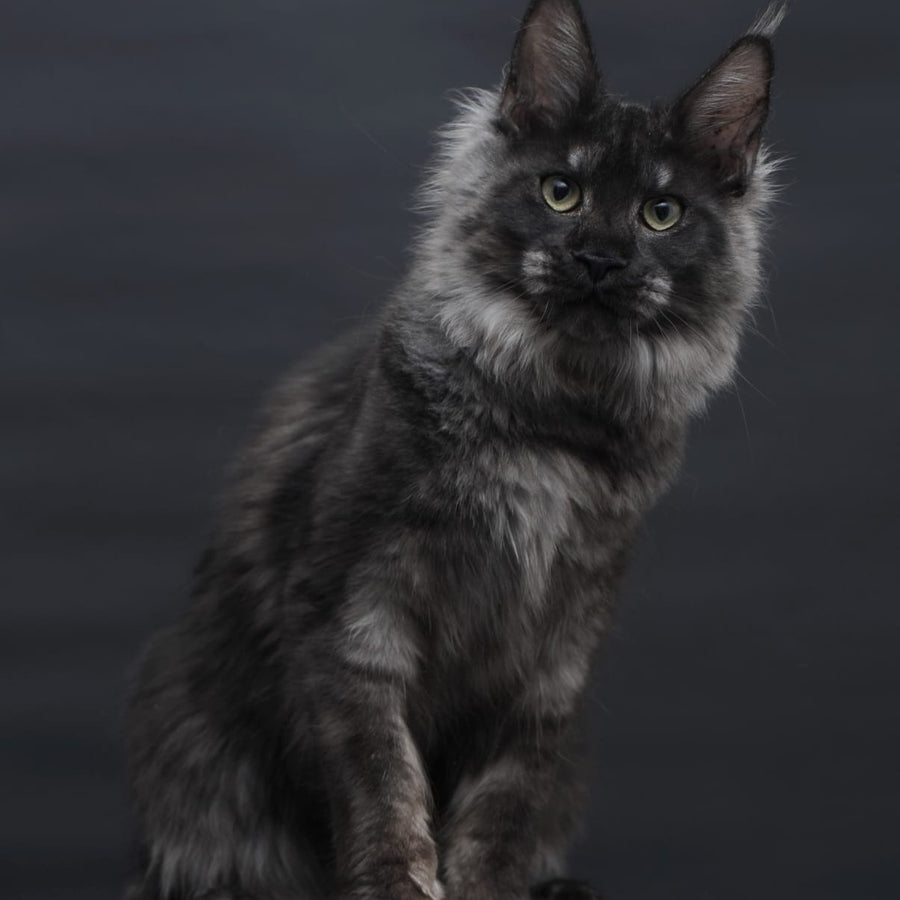 Cosmo Maine Coon female, black silver