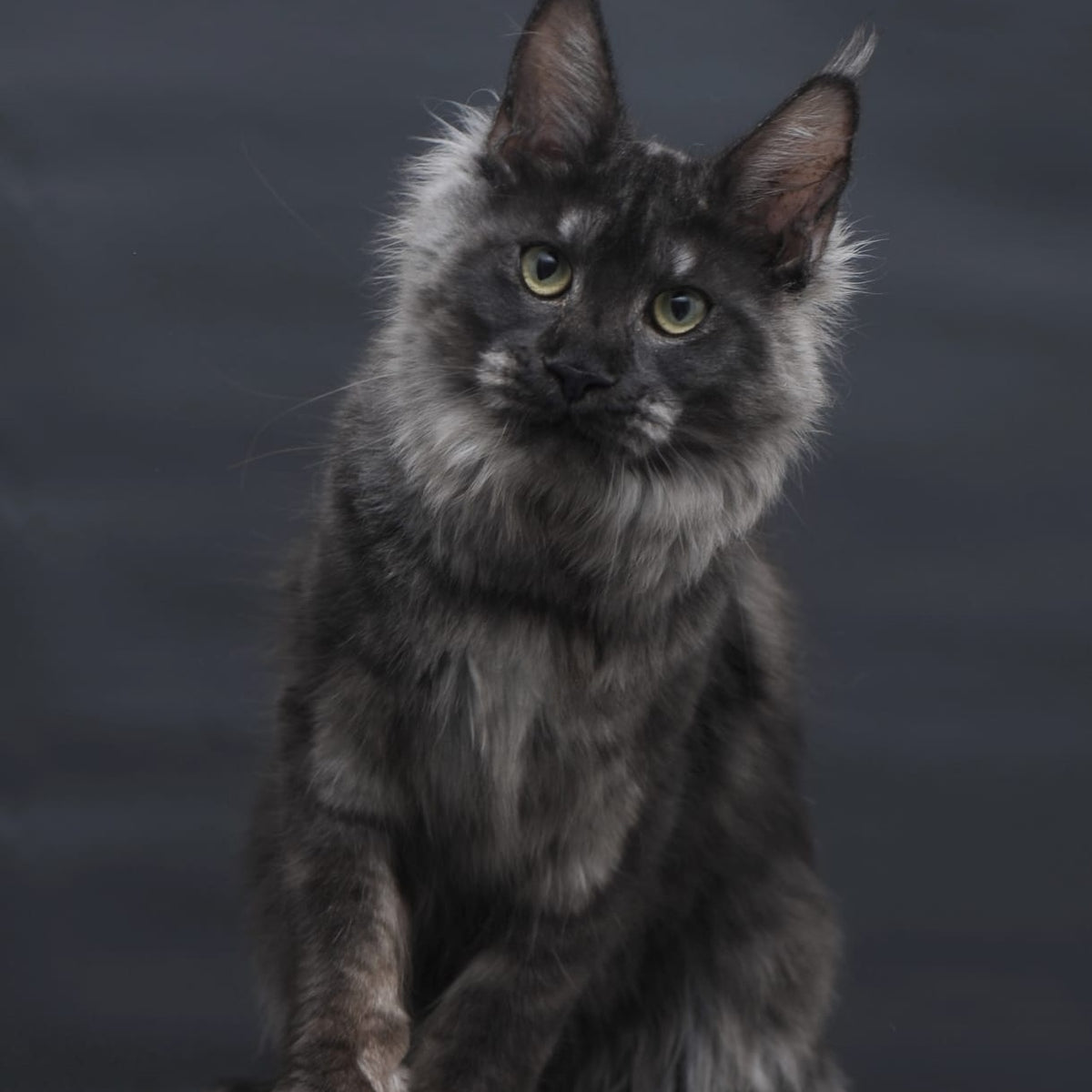 Cosmo Maine Coon female, black silver