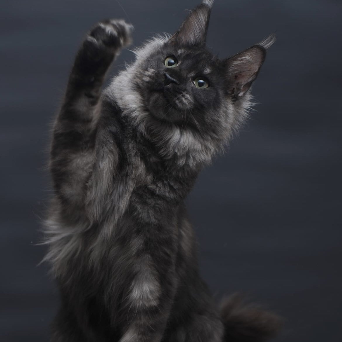 Cosmo Maine Coon female, black silver