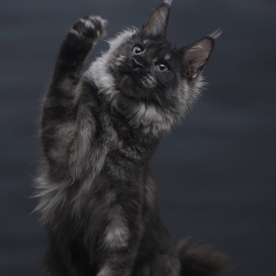 Cosmo Maine Coon female, black silver