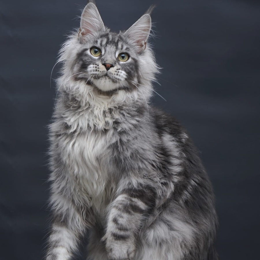 Chester Maine Coon male, black silver tabby