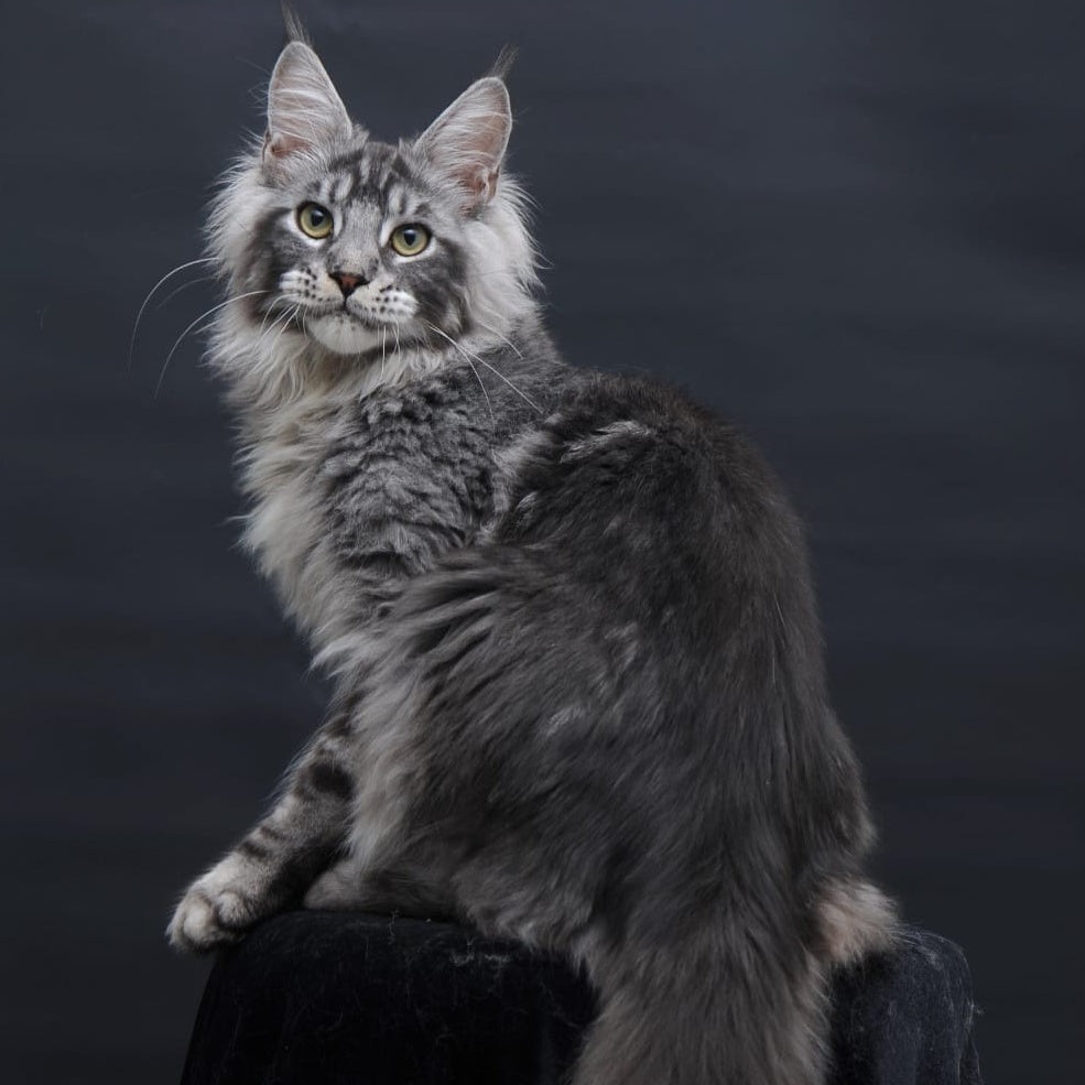 Chester Maine Coon male, black silver tabby