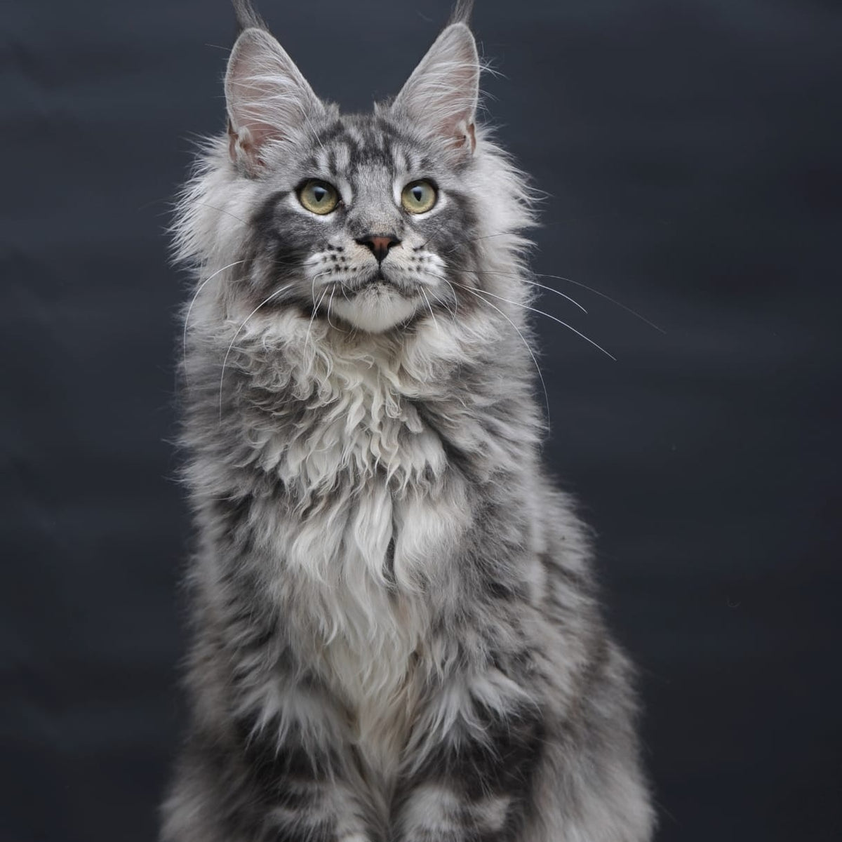 Chester Maine Coon male, black silver tabby