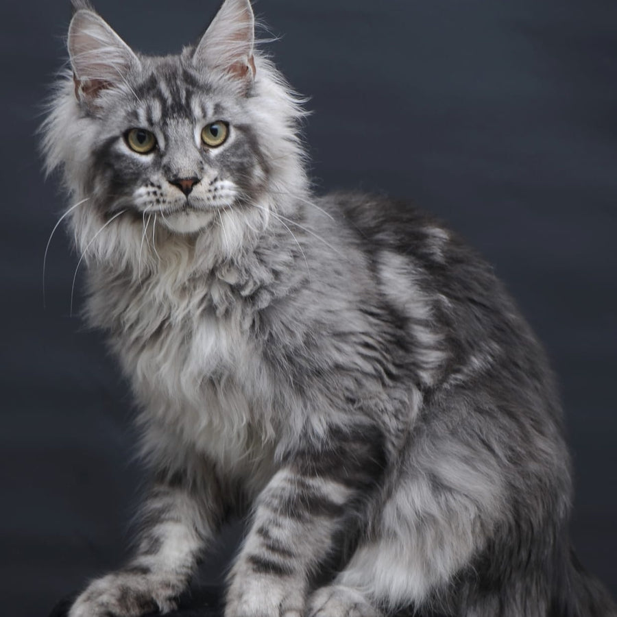 Chester Maine Coon male, black silver tabby
