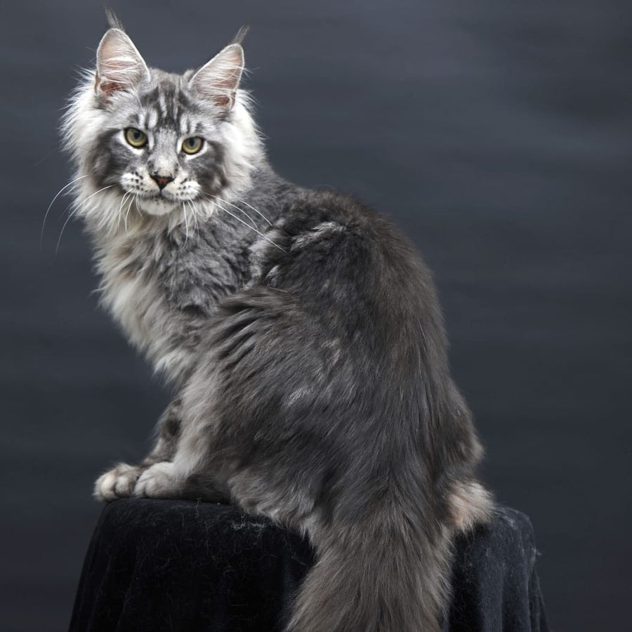 Chester Maine Coon male, black silver tabby