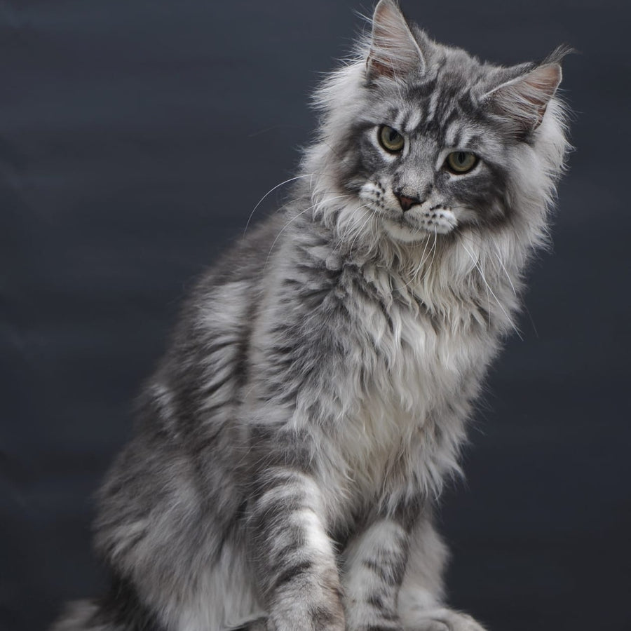 Chester Maine Coon male, black silver tabby