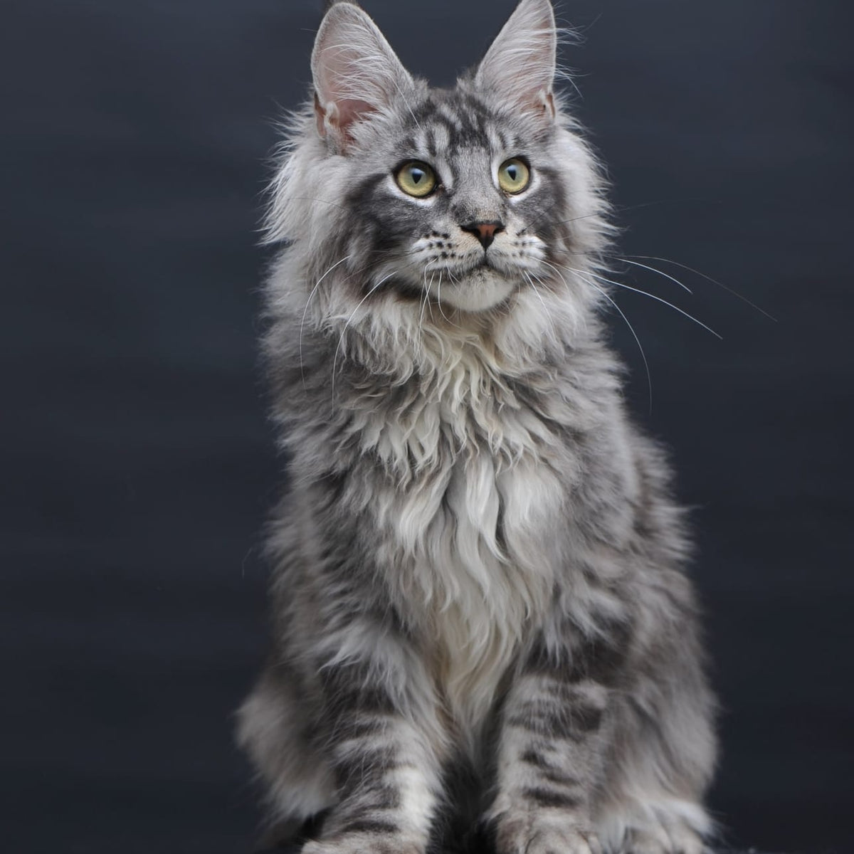 Chester Maine Coon male, black silver tabby