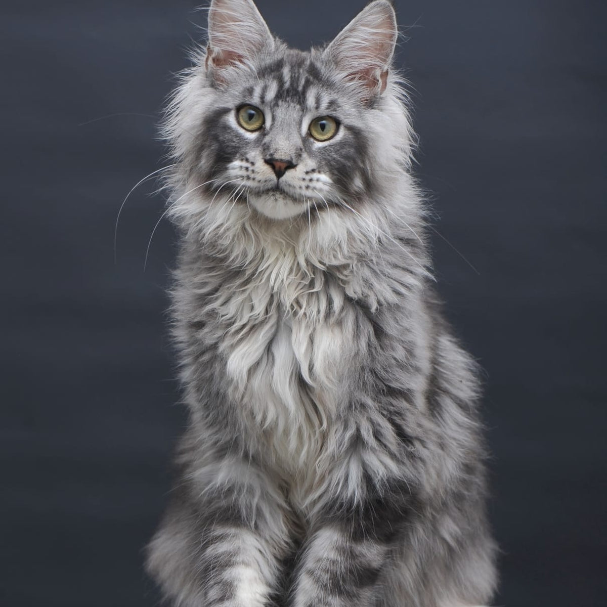 Chester Maine Coon male, black silver tabby