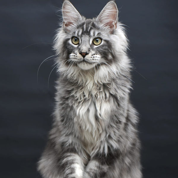 Chester Maine Coon male, black silver tabby