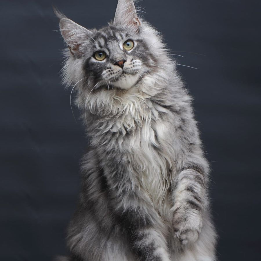 Chester Maine Coon male, black silver tabby