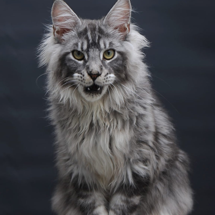 Chester Maine Coon male, black silver tabby