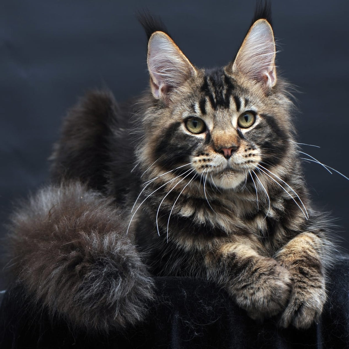 Elvis Maine Coon male, black tabby
