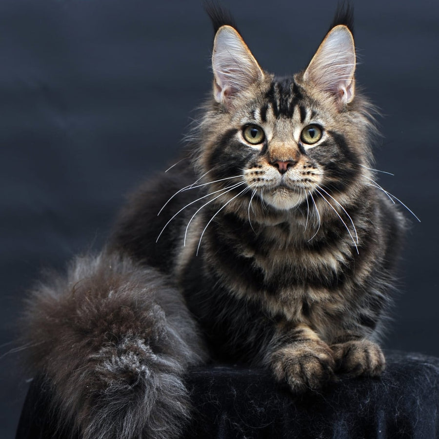 Elvis Maine Coon male, black tabby
