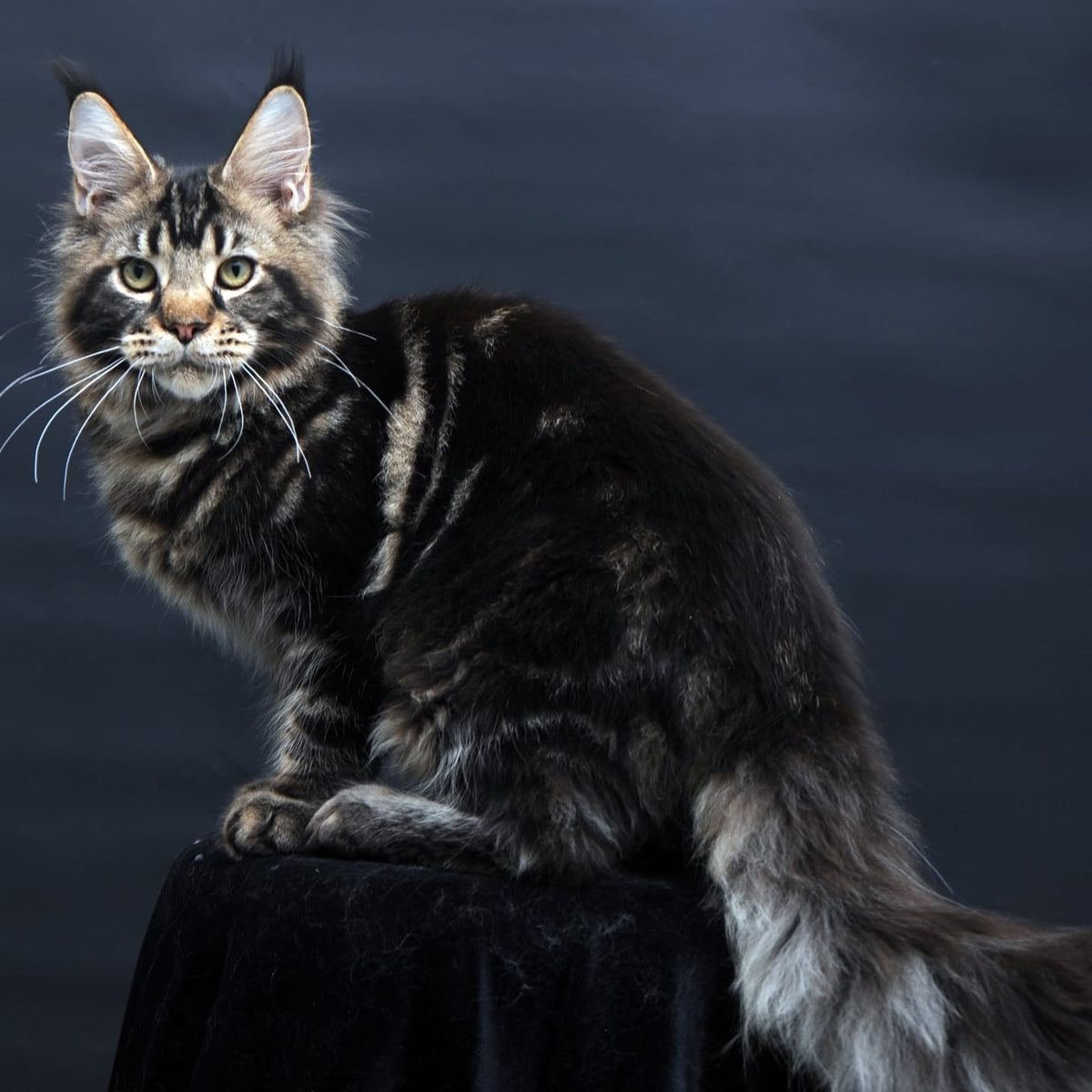 Elvis Maine Coon male, black tabby