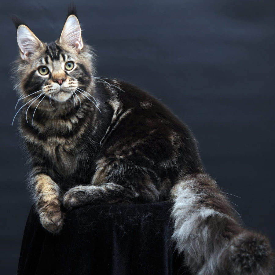 Elvis Maine Coon male, black tabby