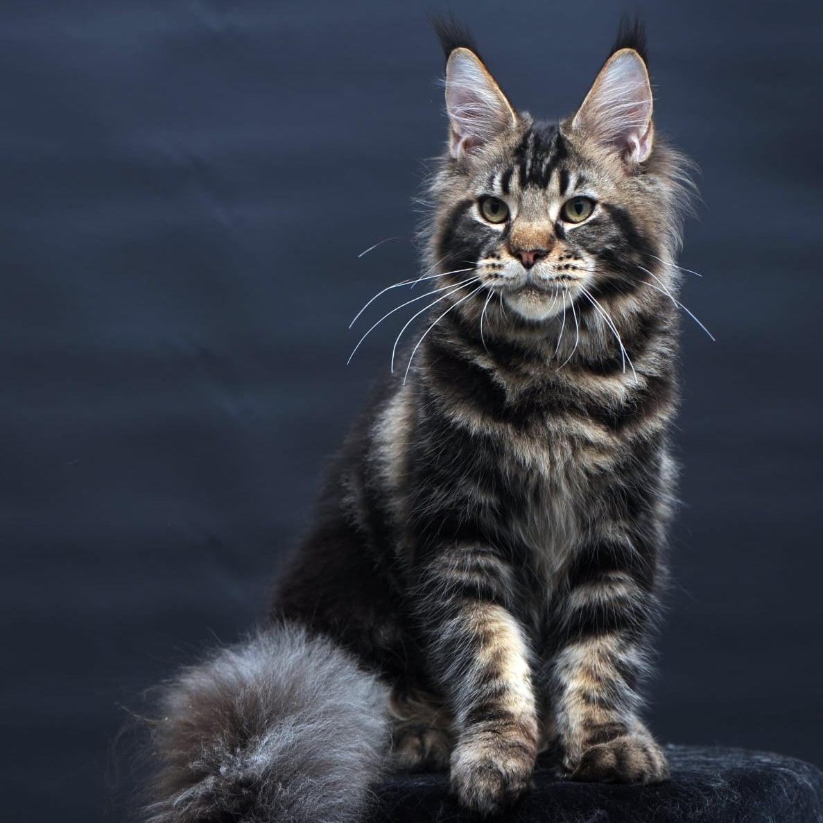 Elvis Maine Coon male, black tabby