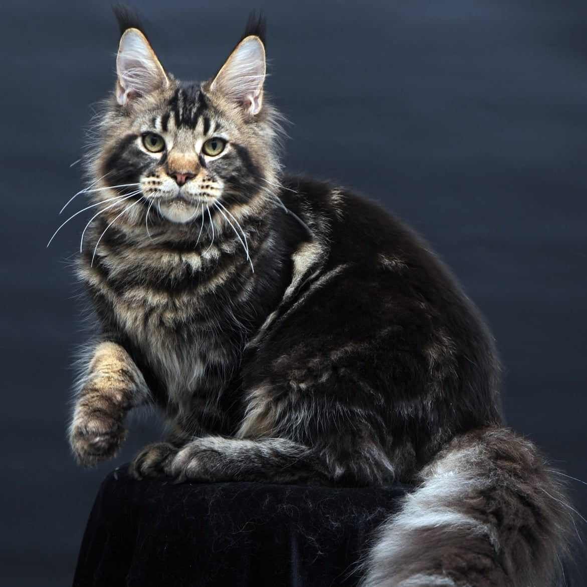 Elvis Maine Coon male, black tabby