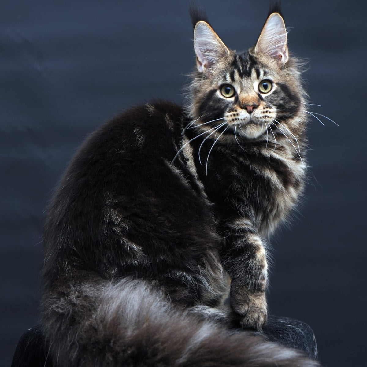 Elvis Maine Coon male, black tabby