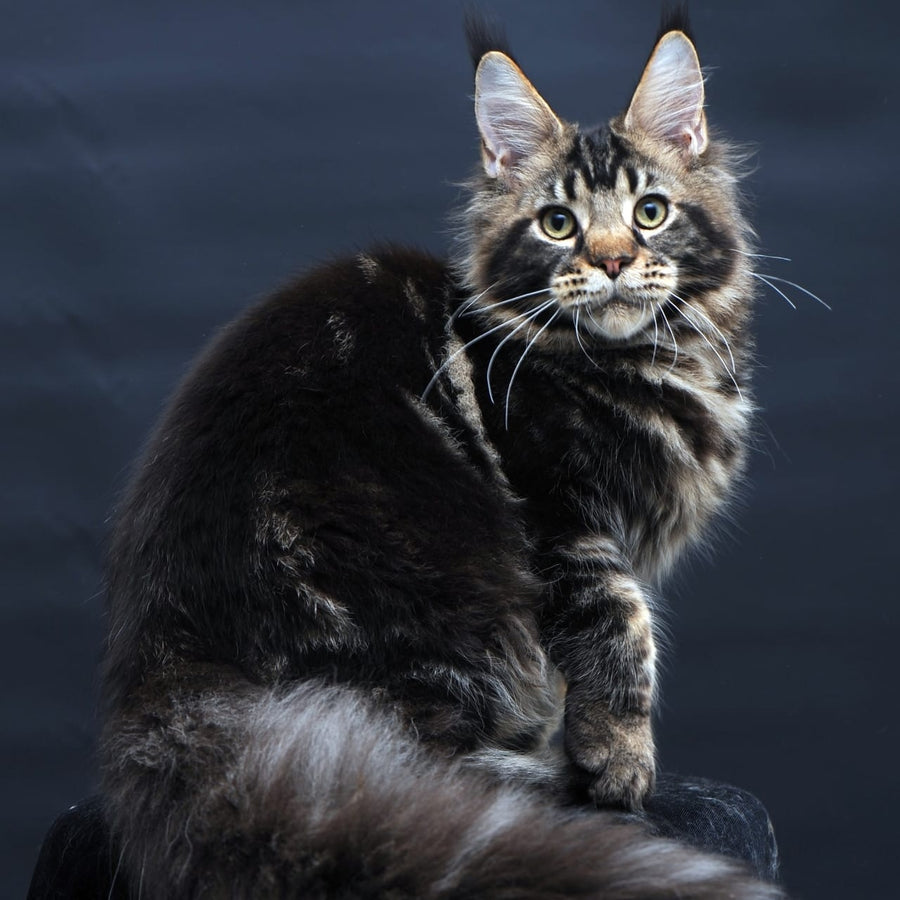 Elvis Maine Coon male, black tabby
