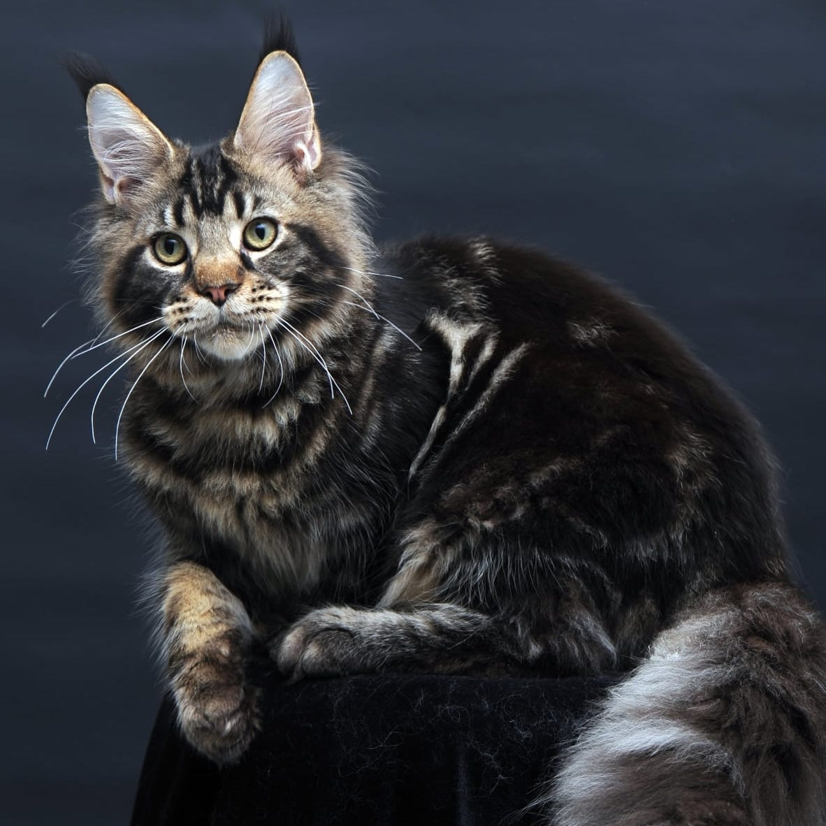 Elvis Maine Coon male, black tabby