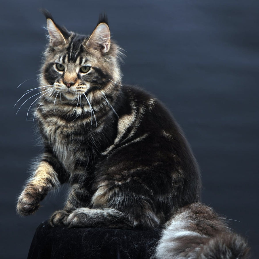 Elvis Maine Coon male, black tabby