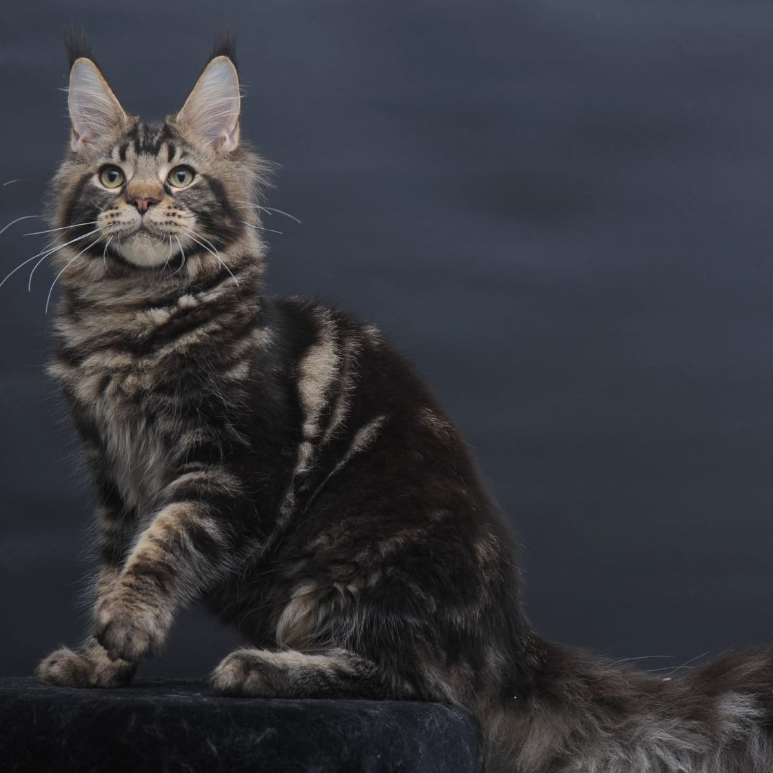 Elvis Maine Coon male, black tabby