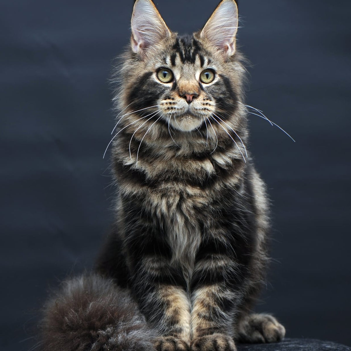 Elvis Maine Coon male, black tabby