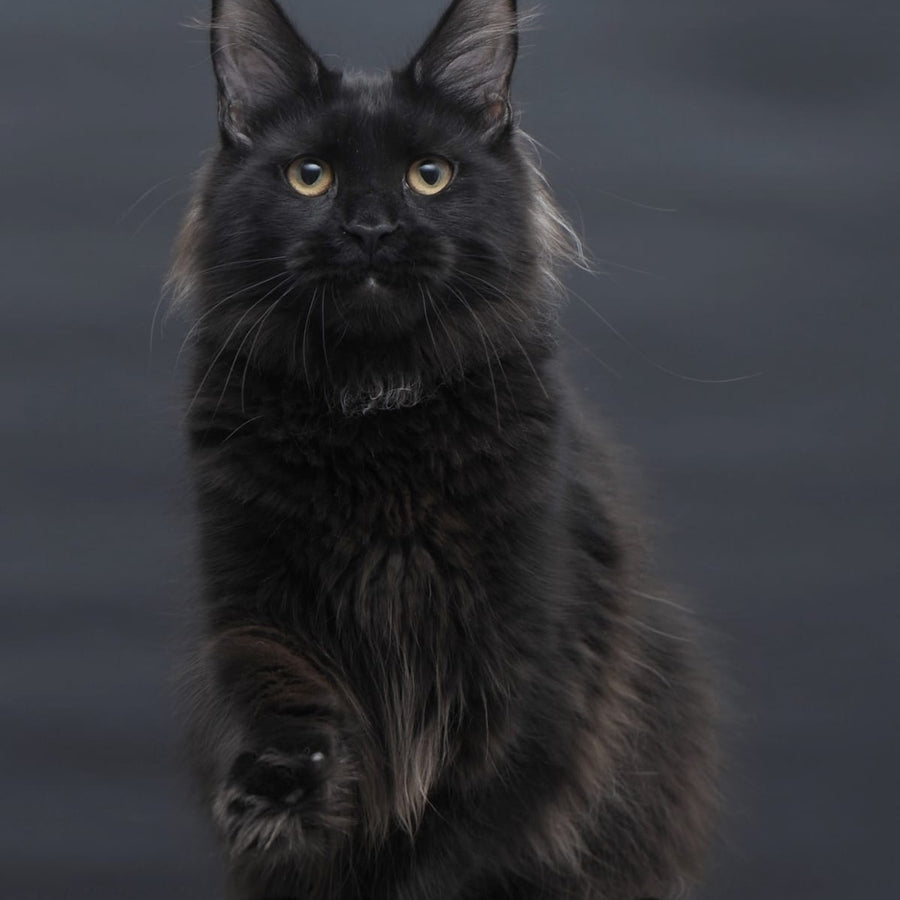 Flora Maine Coon female, black