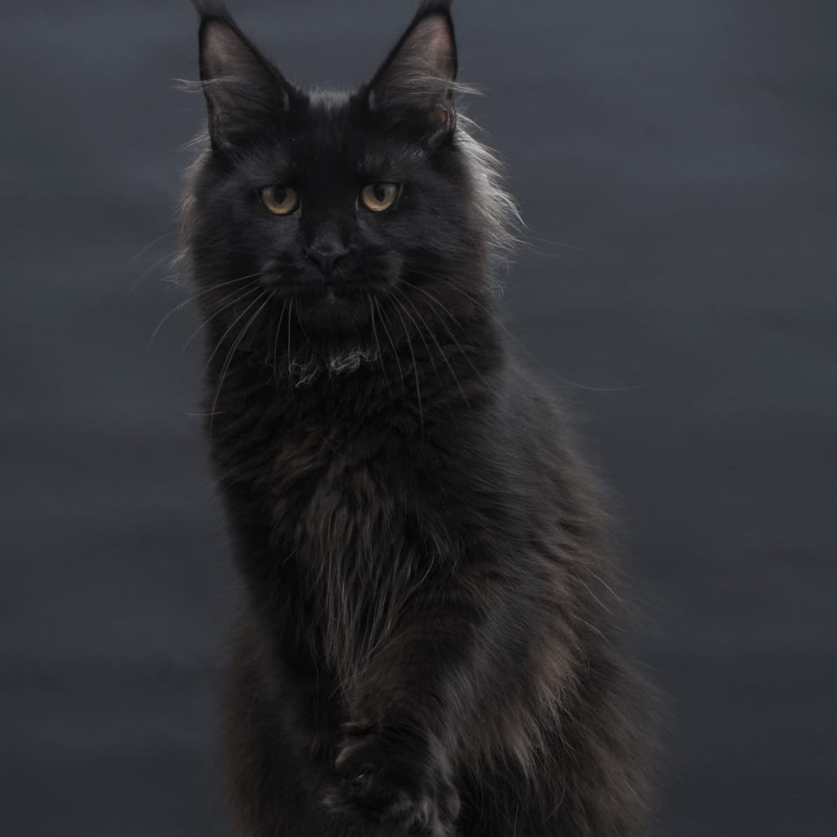Flora Maine Coon female, black
