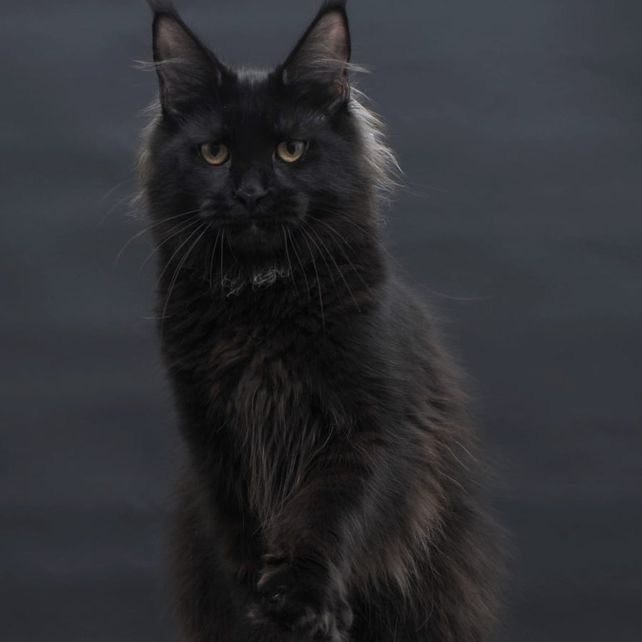 Flora Maine Coon female, black