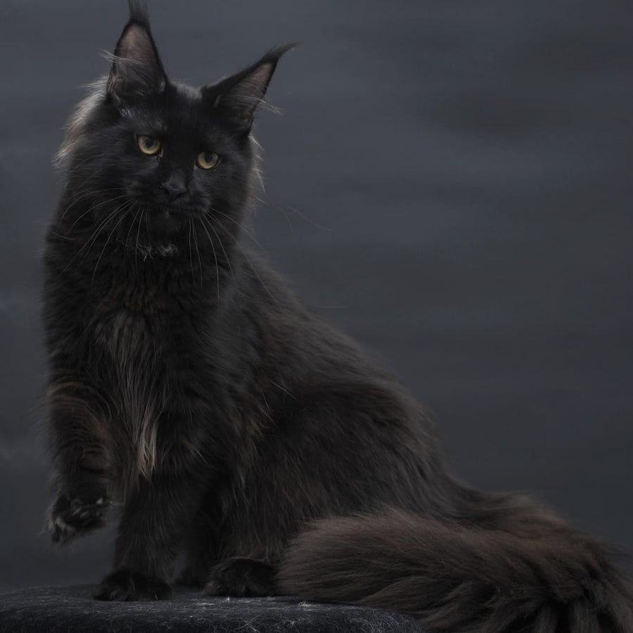Flora Maine Coon female, black