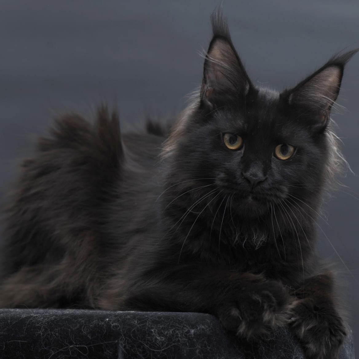 Flora Maine Coon female, black