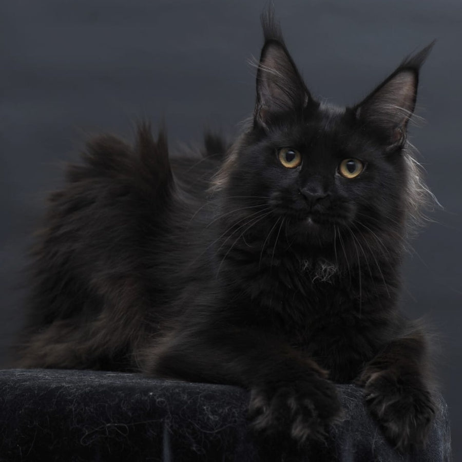 Flora Maine Coon female, black