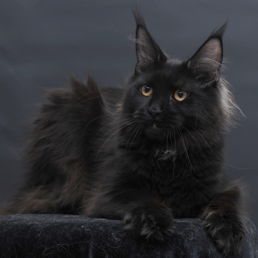 Flora Maine Coon female, black