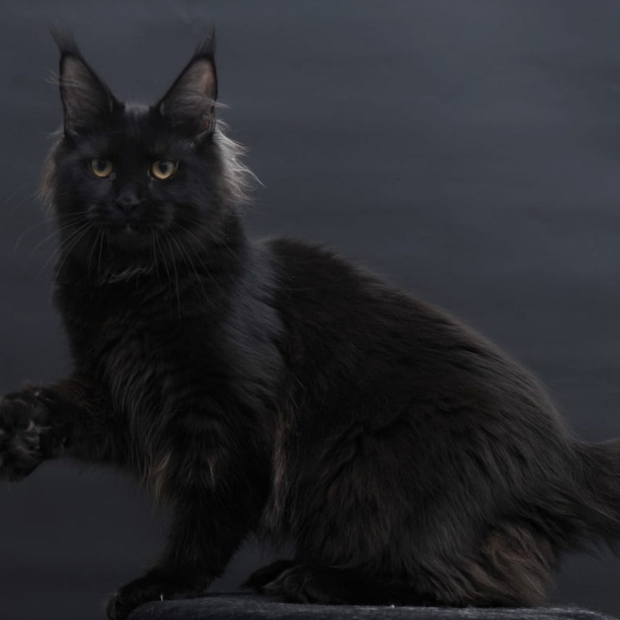 Flora Maine Coon female, black