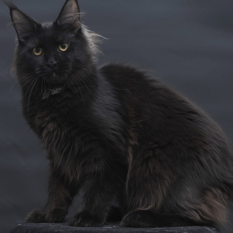 Flora Maine Coon female, black