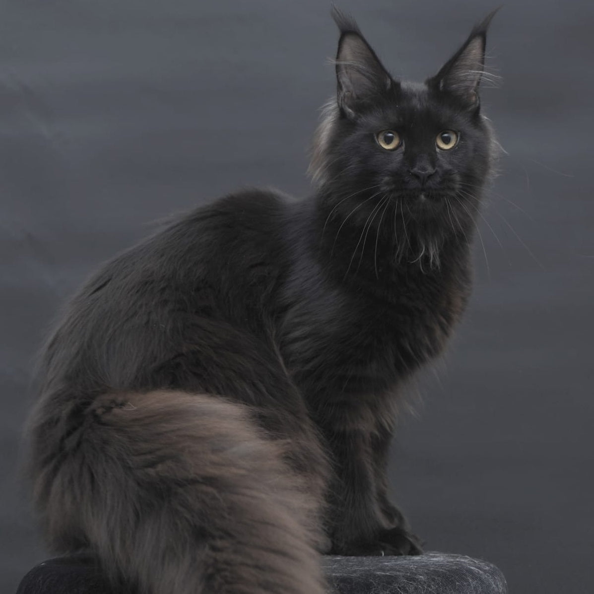 Flora Maine Coon female, black