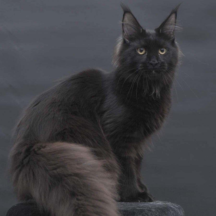 Flora Maine Coon female, black