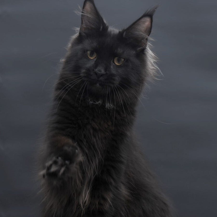 Flora Maine Coon female, black