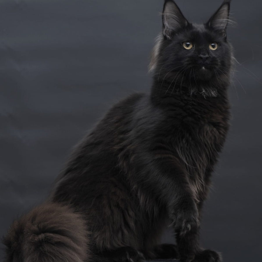 Flora Maine Coon female, black