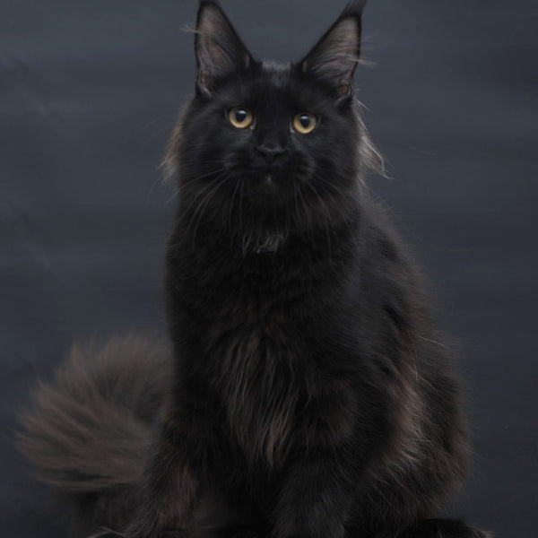 Flora Maine Coon female, black