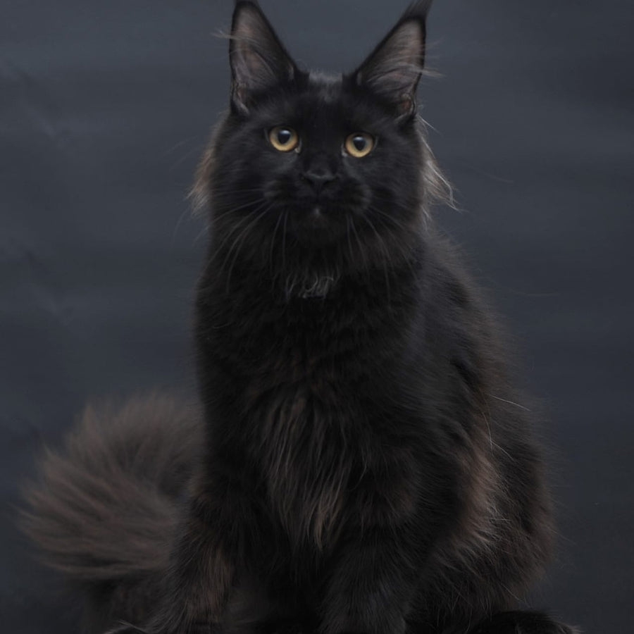 Flora Maine Coon female, black