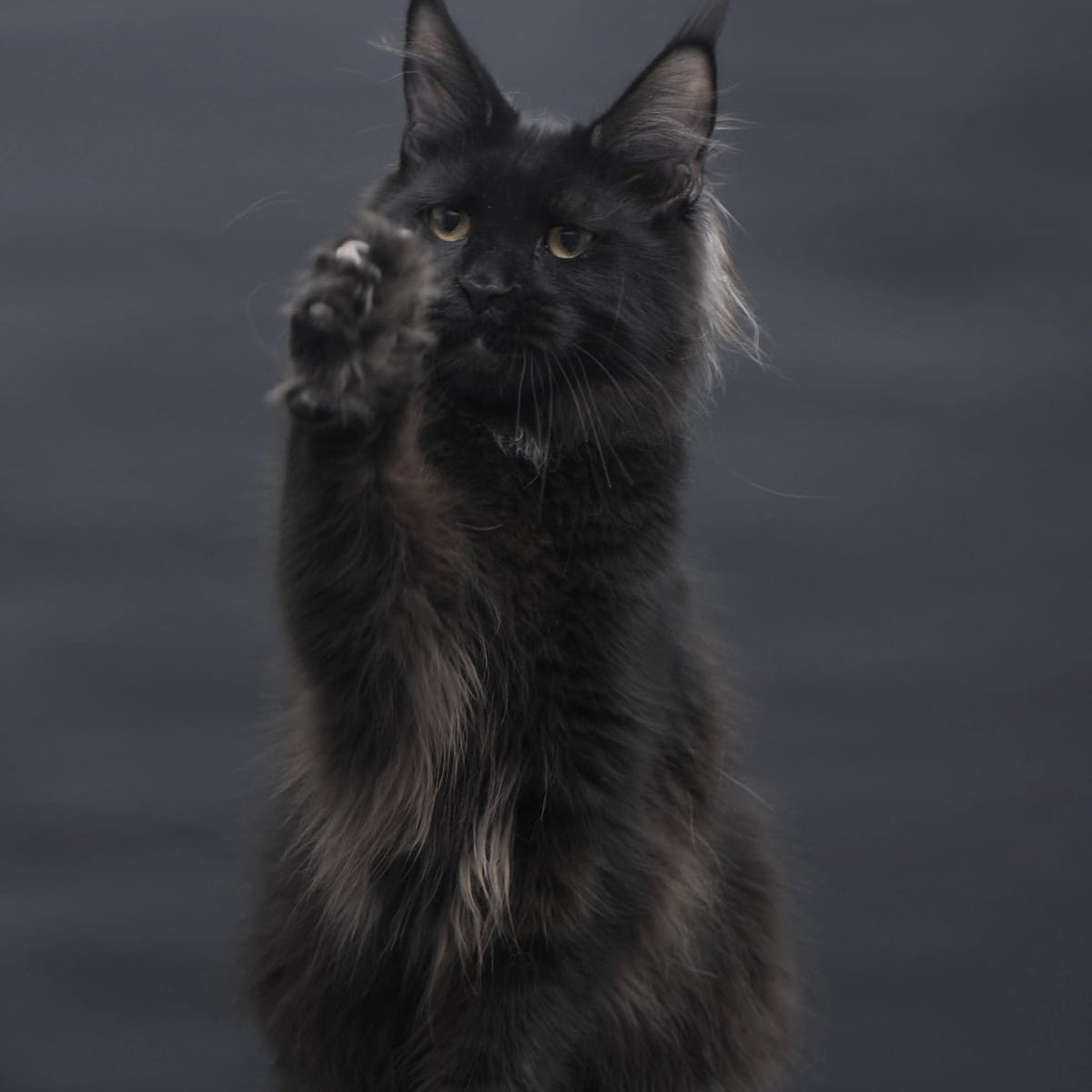 Flora Maine Coon female, black