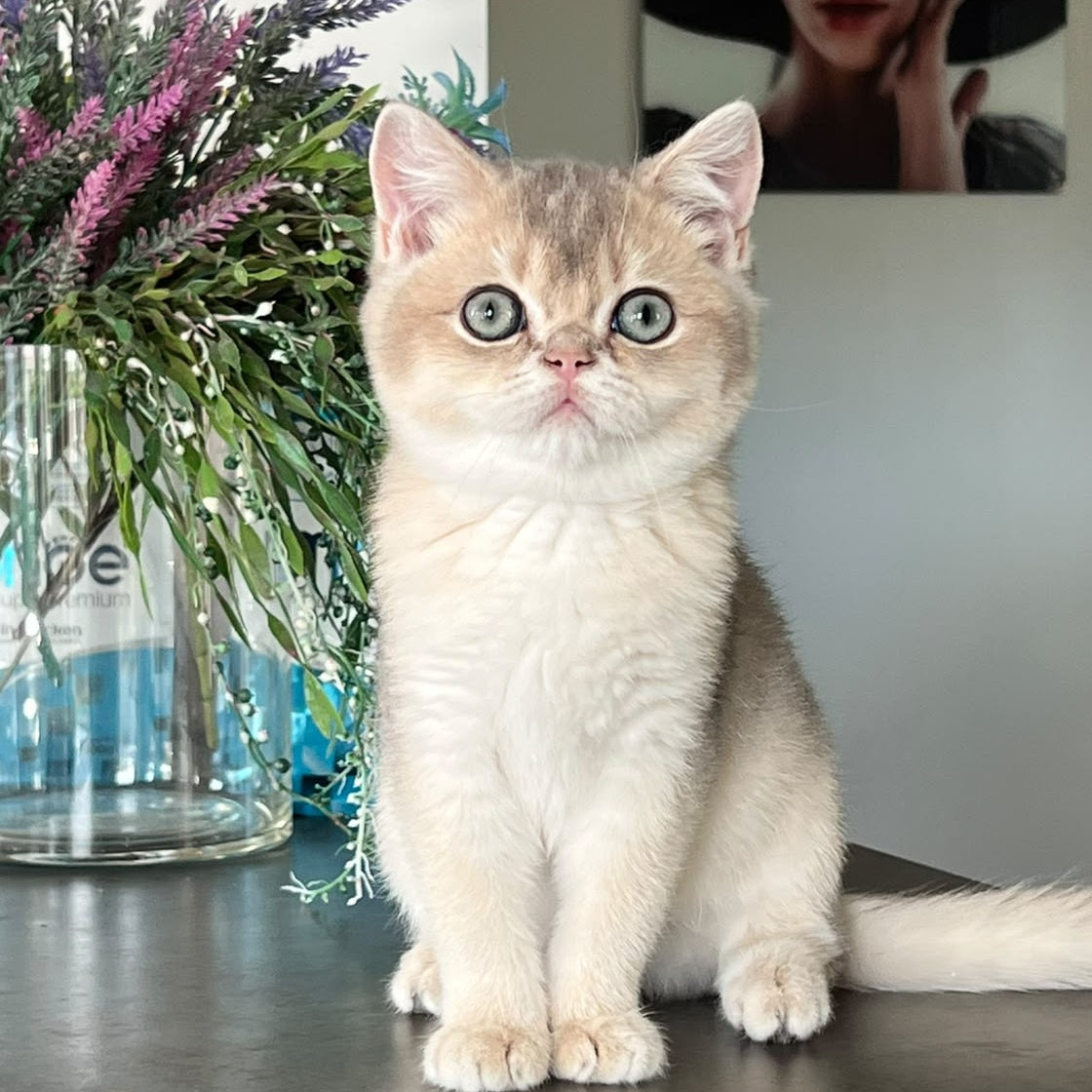 Zorro British Shorthair male, blue golden shaded