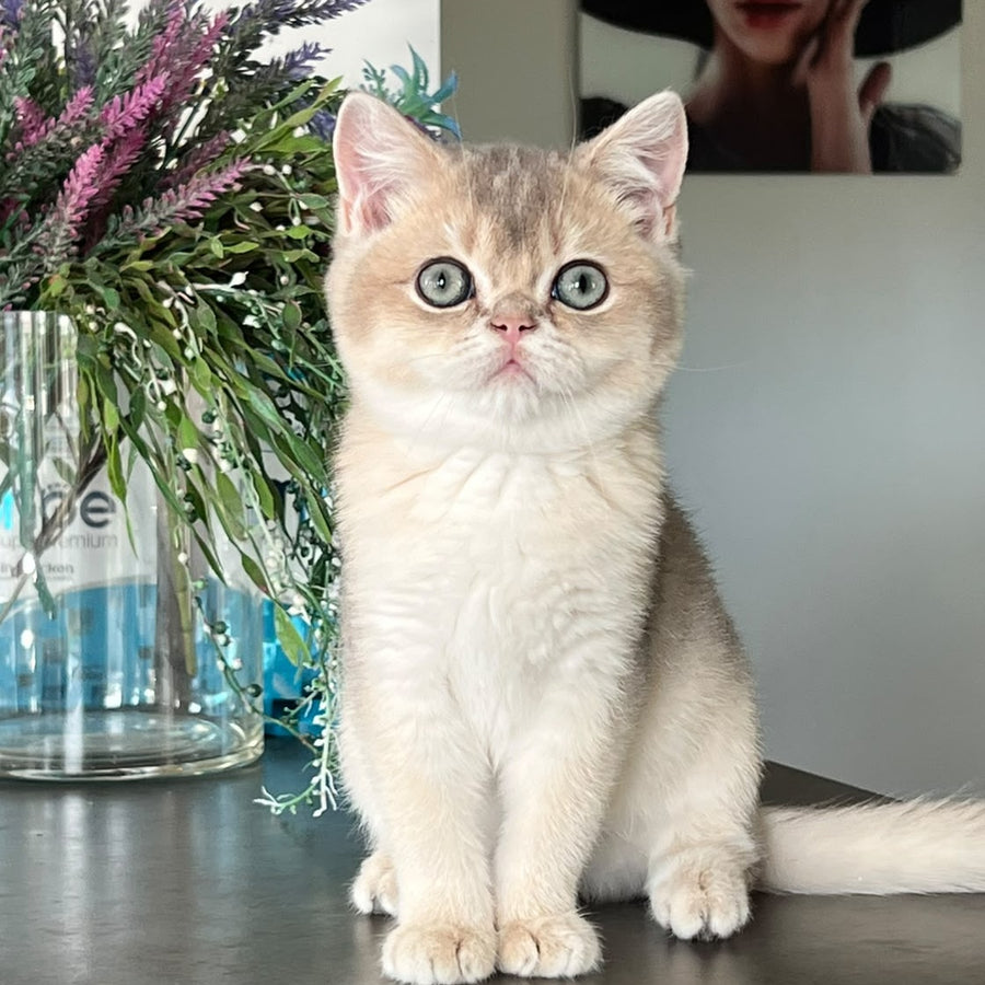 Zorro British Shorthair male, blue golden shaded