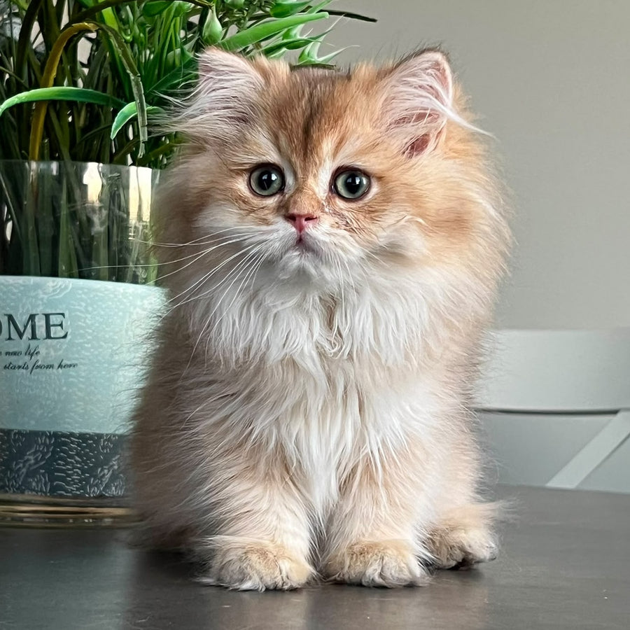 Barney British Longhair male, chocolate golden shaded
