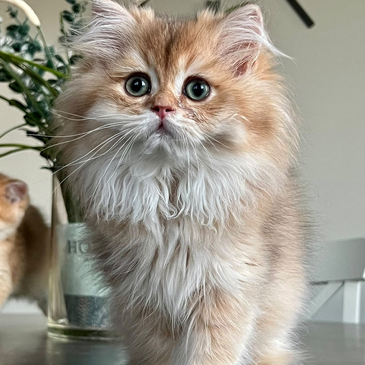 Barney British Longhair male, chocolate golden shaded