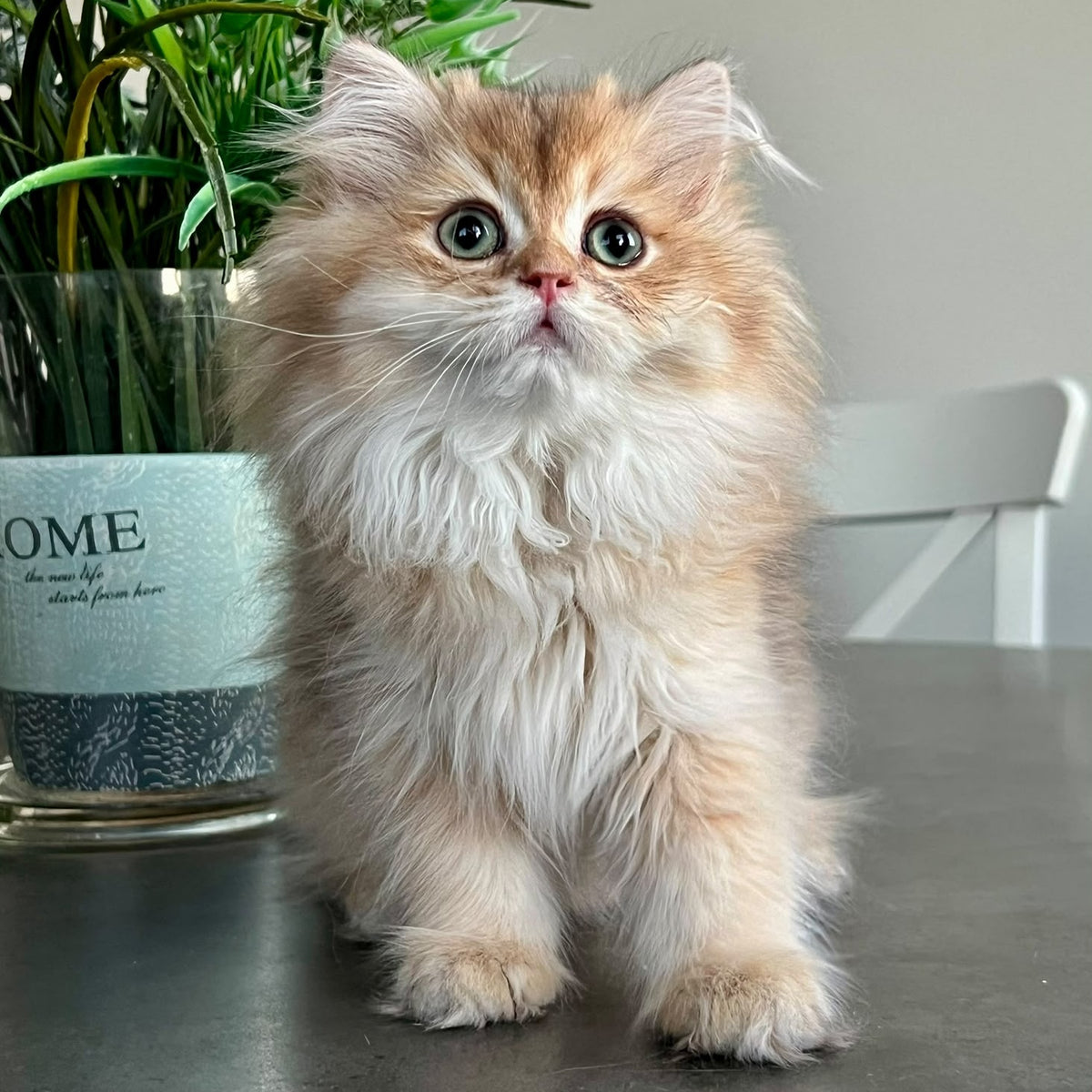Barney British Longhair male, chocolate golden shaded